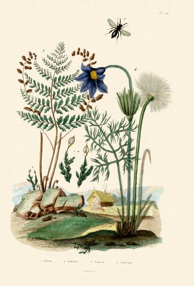Fern, 1833-39 by French School